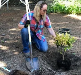 Proper tree planting demonstration, by Anne Schellman, UC