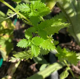 Close-up of bright green burning nettle leaves, featuring serrated edges, in a garden setting with blurred background foliage.