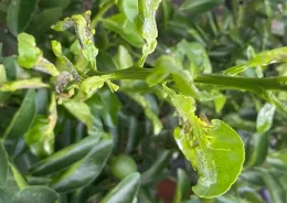 Close-up of lemon tree leaves showing varying green shades, some distorted and glossy, with small unripe lemons in the background.