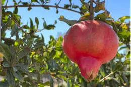 A ripe pomegranate hangs from a branch in a demonstration orchard, surrounded by green leaves against a clear blue sky.