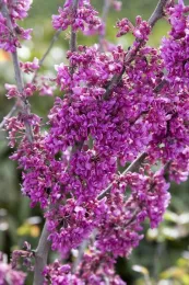 Oklahoma Redbud image courtesy of Monrovia