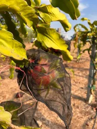 Pitahaya/dragon fruit individually covered in a mesh bag.