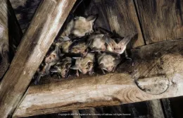 Small bats grouped together.