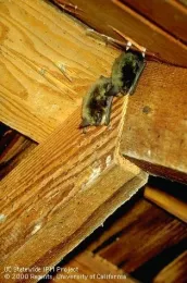 Two adult bats hanging from roof truss, Jack Kelly Clark.