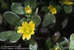 Common purslane, Portulaca oleracea.Photo by Jack Kelly Clark