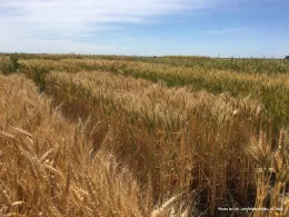 Figure 1. 2021-22 Delta small grains variety trial.
