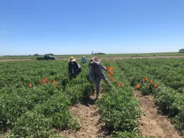 2022 UC broomrape trial scouting