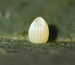 A monarch egg on tropical milkweed. (Photo by Kathy Keatley Garvey)