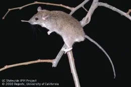 Adult roof rat. Photo by Jack Kelly Clark.