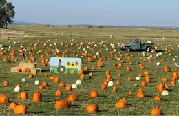 Hadwick Pumpkin Patch