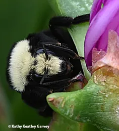 The yellow-faced bumble bee, Bombus vosenenskii, on an ice plant blossom Oct. 19, 2022 at Bodega Bay. (Photo by Kathy Keatley Garvey)