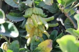 LREC buddah hand 2 10 22