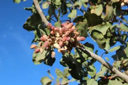 WREC pistachio on tree 10 22