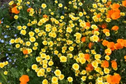 Wildflowers at Martial Cottle Park, by Hank Morales