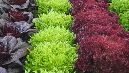 Vegetables by UC ANR