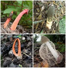 Clockwise from upper left: Tom Volk, Ted Geibel, Troy Bartlett, and Gloria Schoenholtz. From the University of Wisconsin-Madison Division of Extension