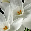 paperwhite flowers
