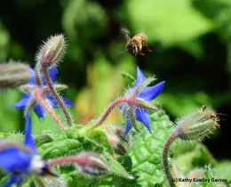 A close-up of blue borage flowers with a hovering honeybee nearby, set against a soft green background.