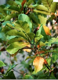 Close-up of magnolia leaves showing signs of drought stress with green, yellow, and brown hues.