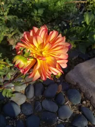 Resized 20221029 100027