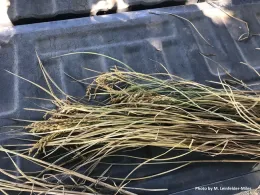 Figure 2. Plants with stem rot turn brown instead of golden when fields are drained, and grains may not fill.