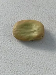 Fava bean seed. photos by Sheila Clyatt