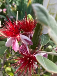 Pineapple guavas have beautiful blooms