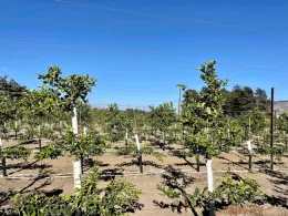 Espalier lemons at Limoneira