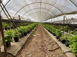Raspberries at Rancho Bella Vista