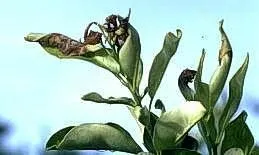 Frost damaged citrus leaves, UC IPM Jack Kelly Clark.