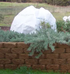 Protecting a sensitive plant from frost, UC Master Gardeners of Sacramento County.