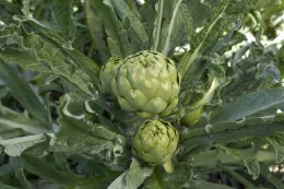 U.S. Department of Agriculture