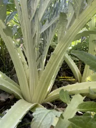 © Georgianne Messina