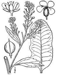 Britton, N.L., and A. Brown, 1913, An illustrated flora of the northern United States, Canada and the British Possessions.USDA-NRCS PLANTS Database.