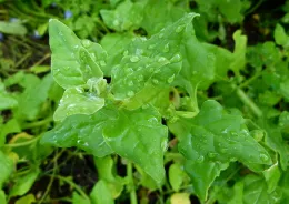 New Zealand Spinach