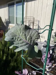 © Georgianne Messina