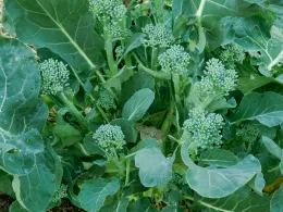 A top-down view of broccoli plants with tightly packed green florets surrounded by broad, textured green leaves.