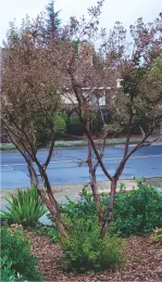 Crape Myrtle with suckers