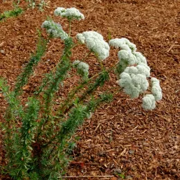 California Buckwheat