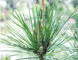 Close-up image of Japanese red pine needles and young cones with a blurred green background.
