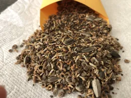 wildflower seeds with envelope
