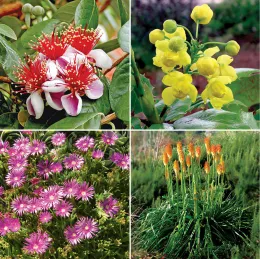 A collage of four plants: pineapple guava flowers, compact Oregon grape with yellow blossoms, Christmas cheer poker plants with pink flowers, and Cooper’s ice plant with orange spikes.