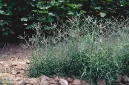 A dense patch of Bermudagrass with slender green blades growing in dry soil, set against a backdrop of dark green foliage.