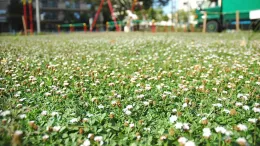 A low-angle view of a grassy area filled with small white flowers, with playground equipment and a green truck visible in the background.
