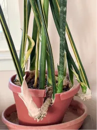 A snake plant in a cracked clay pot, with elongated green and striped leaves, showing signs of needing repotting.