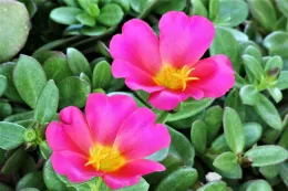Rock Purslane