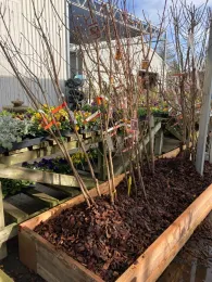 Bare root fruit trees