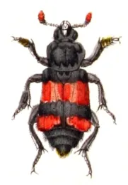 This colorful burying beetle is a Nicrophorus vestigator. (Photo courtesy of Wikipedia)