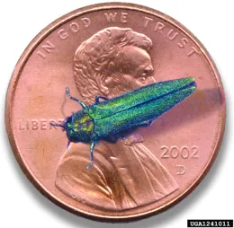 Emerald ash borer. Photo by Howard Russell, Michigan State University, Bugwood.org