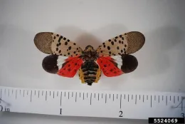 Spotted lanternfly adult. Photo by Pennsylvania Department of Agriculture, Bugwood.org